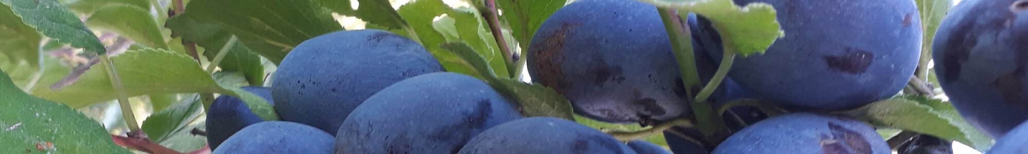 Hofladen Erdbeerhof Holst Oldenburg 300